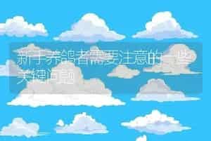 新手养鸽者需要注意的一些关键问题