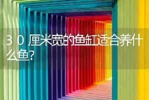 30厘米宽的鱼缸适合养什么鱼？