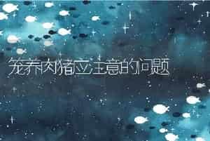 笼养肉猪应注意的问题