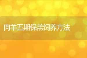 肉羊五期保羔饲养方法