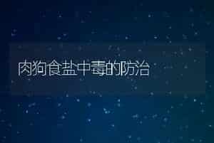肉狗食盐中毒的防治