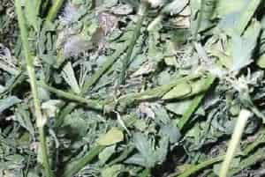 龙猫国产草和进口草的区别