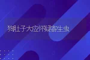 狗肚子大应怀疑寄生虫