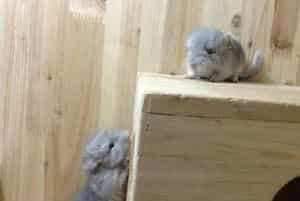 怎样为龙猫拍摄美丽照片