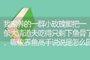 我家养的一群小玫瑰鲫把一条大清道夫吃得只剩下鱼骨了，哪位养鱼高手说说是怎么回事？