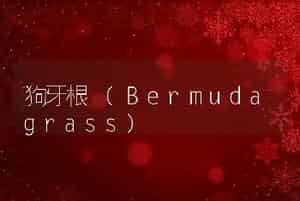 狗牙根 (Bermudagrass)