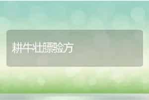 狗的常见寄生虫病－－蚤
