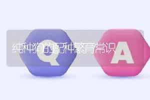 纯种狗的配种繁育常识