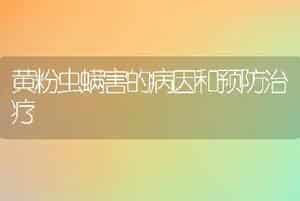 黄粉虫螨害的病因和预防治疗