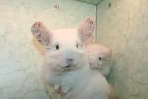 金斑龙猫资料介绍_金斑龙猫图片大全_金斑龙猫饲养方法
