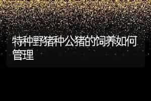 特种野猪种公猪的饲养如何管理