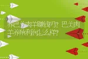 养巴美肉羊赚钱吗？巴美肉羊养殖利润怎么样？