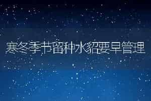 寒冬季节留种水貂要早管理