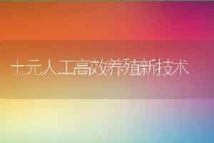 连片池塘主养鳜鱼关键技术