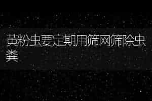 黄粉虫要定期用筛网筛除虫粪