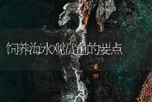 建鲤