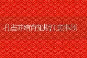 孔雀养殖育雏期注意事项
