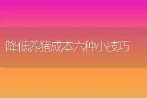 海参池塘养殖技术