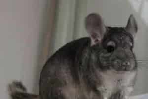 不慎被龙猫咬伤该如何处理