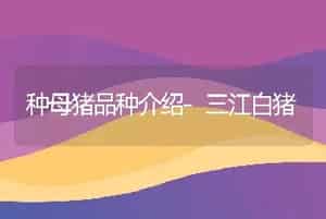种母猪品种介绍-三江白猪
