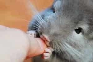 春天喂养龙猫的注意事项