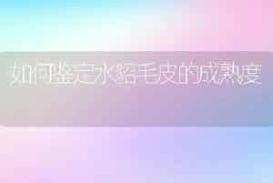 如何鉴定水貂毛皮的成熟度