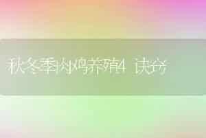 秋冬季肉鸡养殖4诀窍
