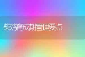 全耳毛兔的饲养技术