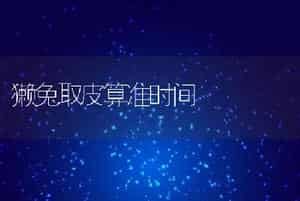 獭兔取皮算准时间