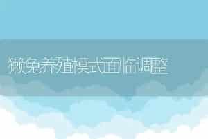 獭兔养殖模式面临调整
