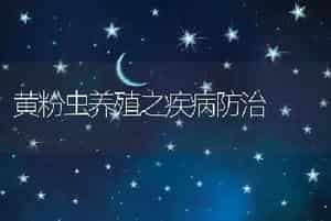 黄粉虫养殖之疾病防治