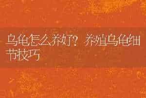 乌龟怎么养好？养殖乌龟细节技巧