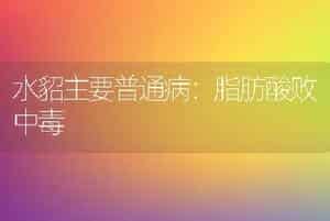 水貂主要普通病：脂肪酸败中毒