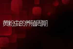 黄粉虫的养殖周期