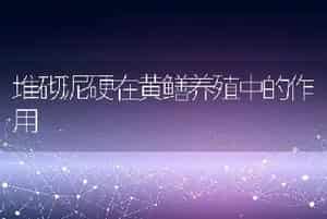 堆砌泥硬在黄鳝养殖中的作用