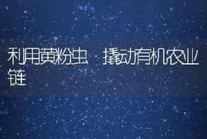 利用黄粉虫 撬动有机农业链