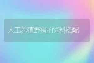 人工养殖野猪的饲料搭配