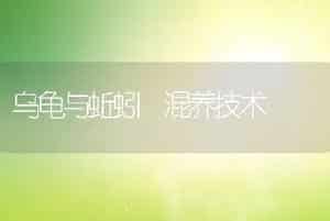 鳗鱼养殖常见病弧菌病防治