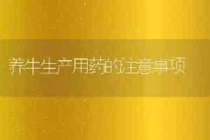 养牛生产用药的注意事项
