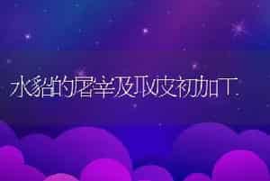 水貂的屠宰及取皮初加工