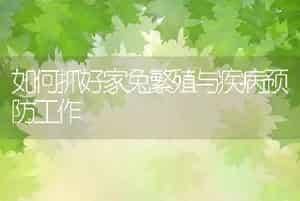 如何抓好家兔繁殖与疾病预防工作