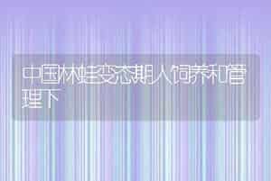 中国林蛙变态期人饲养和管理下