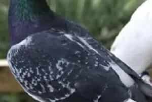 中国信鸽子品种