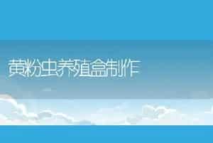 黄粉虫养殖盒制作