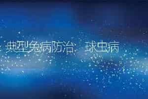 典型兔病防治:球虫病
