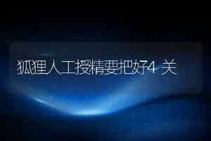 狐狸人工授精要把好4关