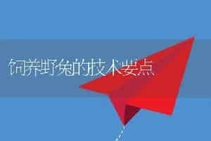 饲养野兔的技术要点