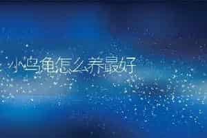 小乌龟怎么养最好