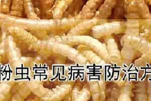 黄粉虫常见病害防治方法