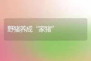 野猪养成“家猪”